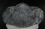 Large Enrolled Drotops Trilobite On Pedastal of Rock #27333-4